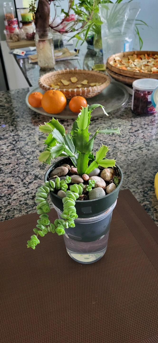 Crassula marinela & Christmas Cactus (Pink) - photo 2