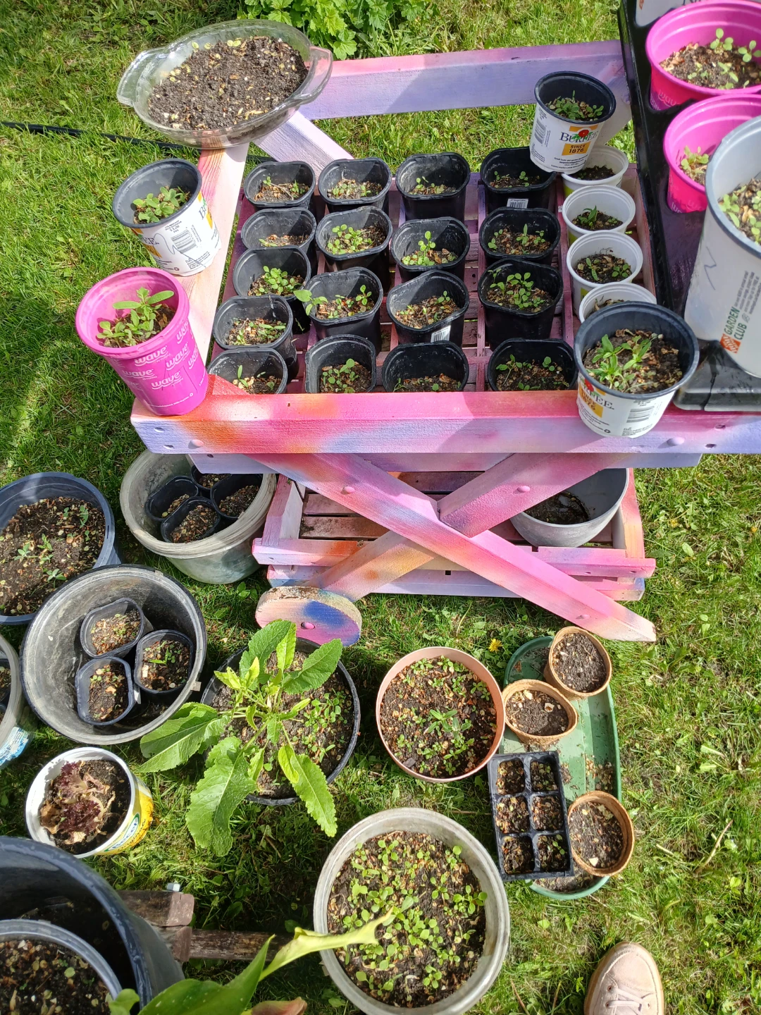 Tomato & Bell Pepper Seedlinge - photo 2