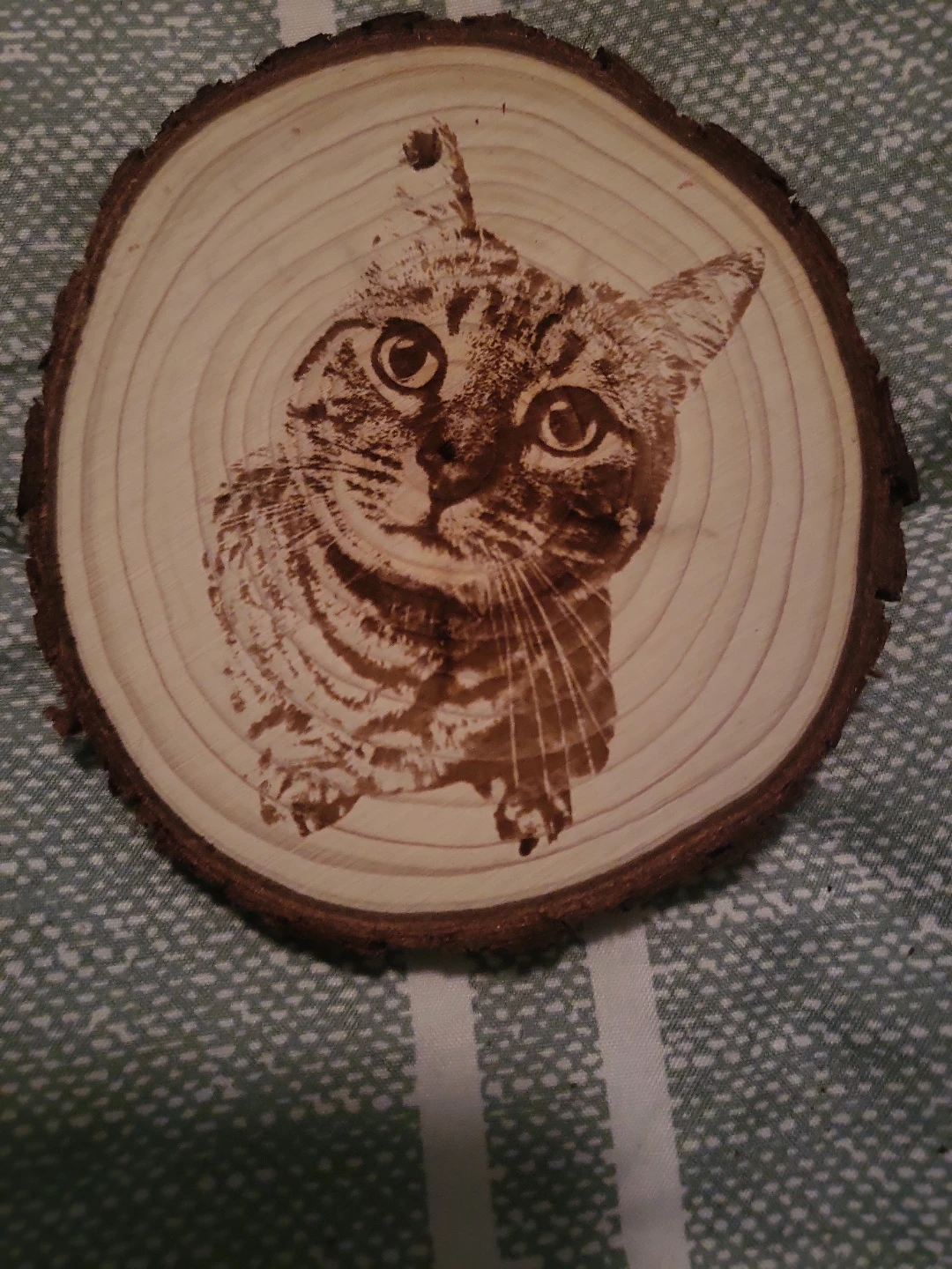 Christine's Cat Sitting Service (Serving ALL AREAS of Calgary) - photo 4