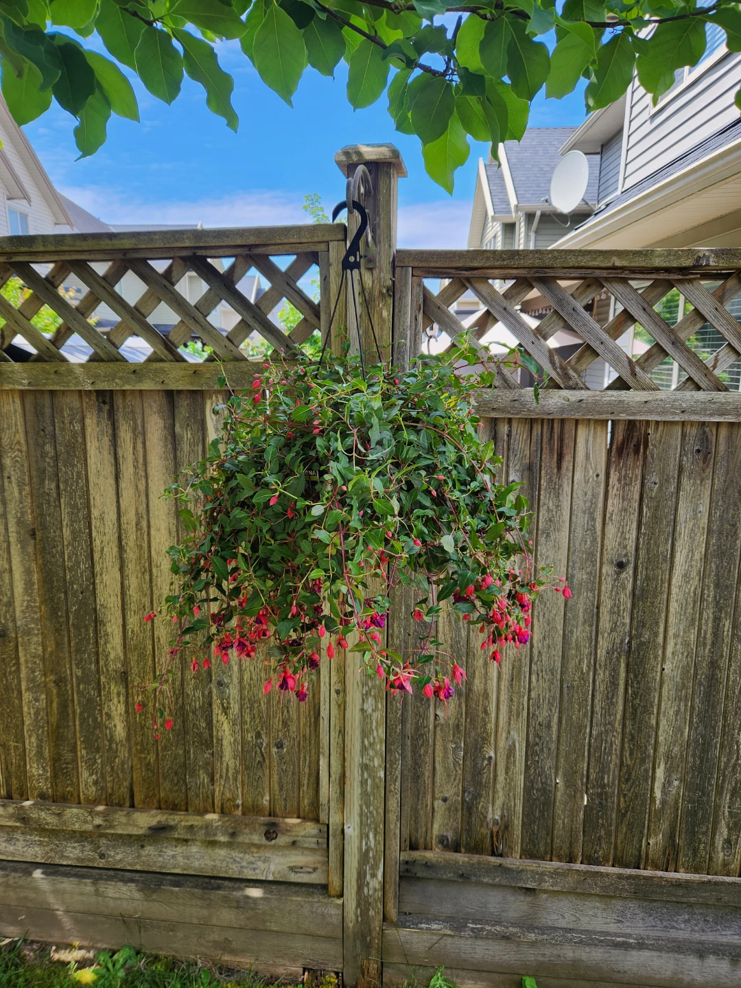 Hanging Fuchsia Plant - photo 2