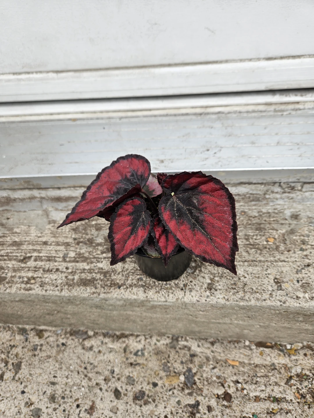 Begonia and Spider Plant Assortment - photo 2