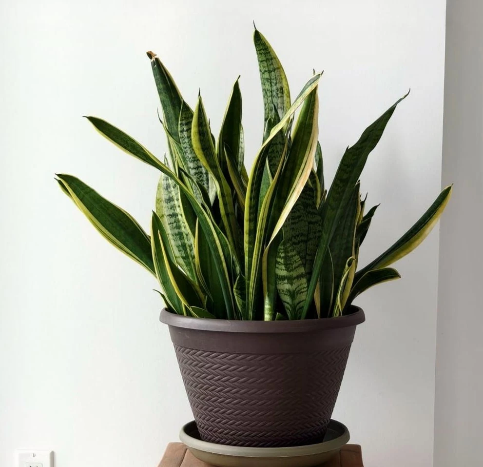 Snake Plant in Brown Pot