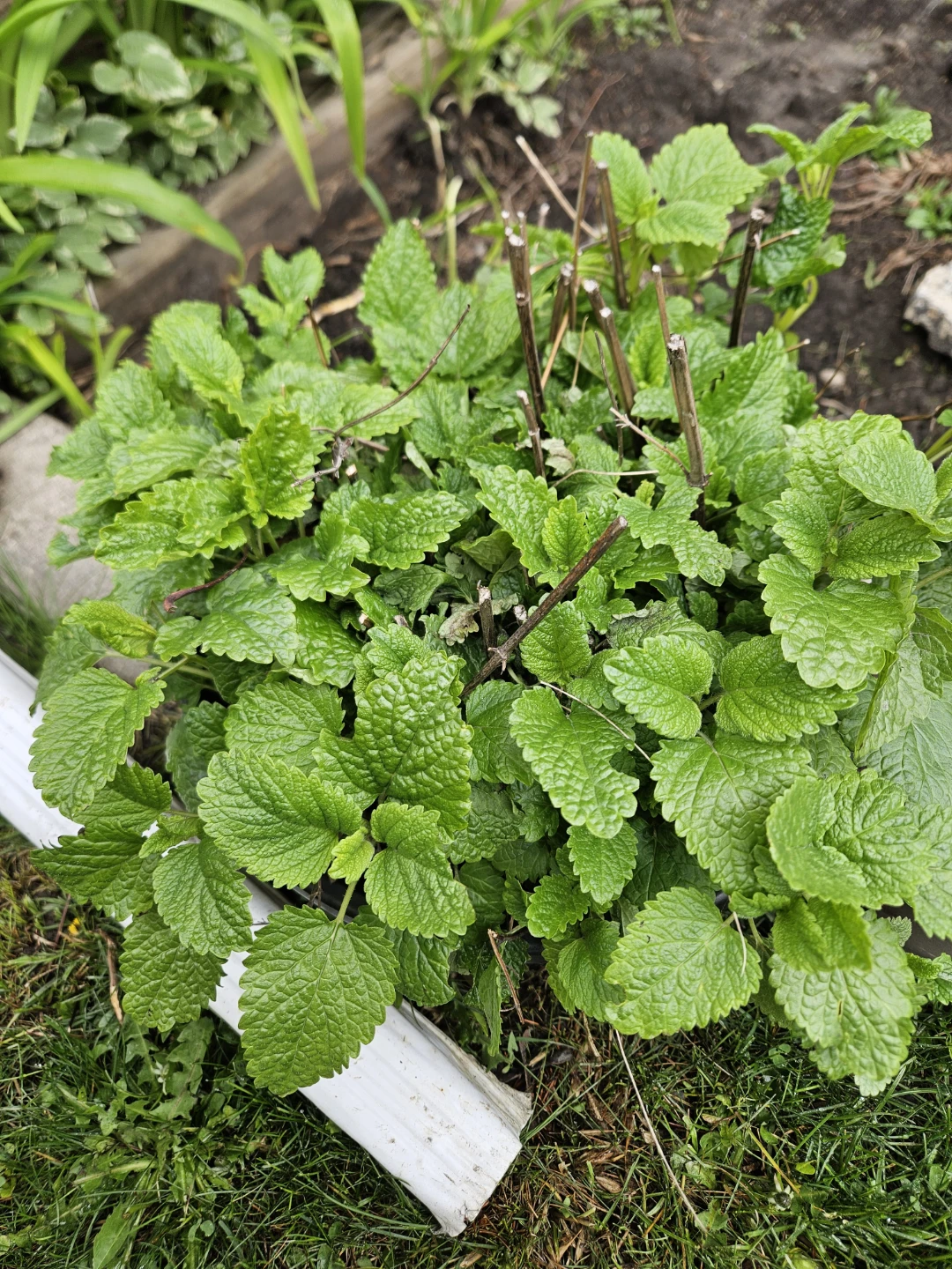 Lemon Balm Plant,  and tall grasses perennials