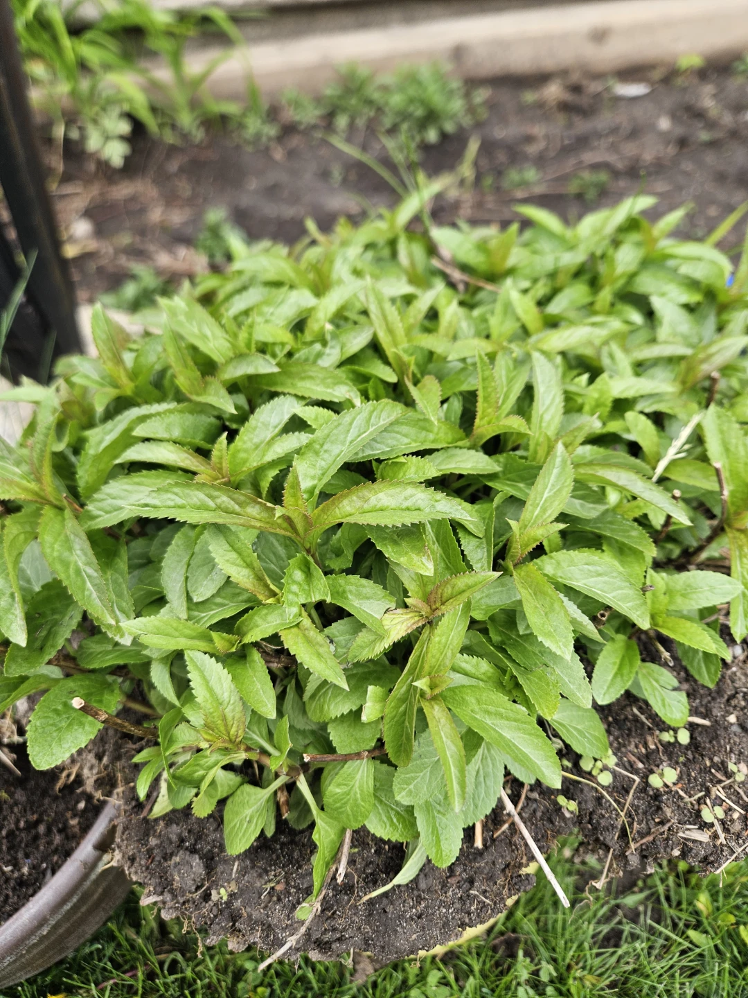Lemon Balm Plant,  and tall grasses perennials - photo 2