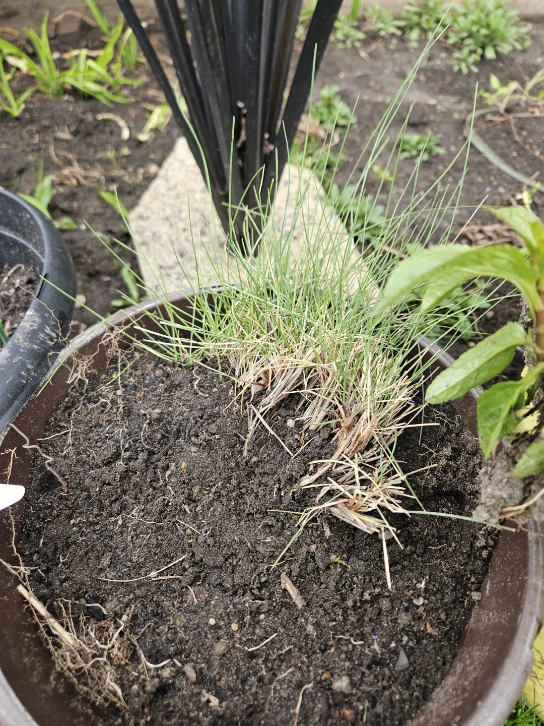 Lemon Balm Plant,  and tall grasses perennials - photo 3