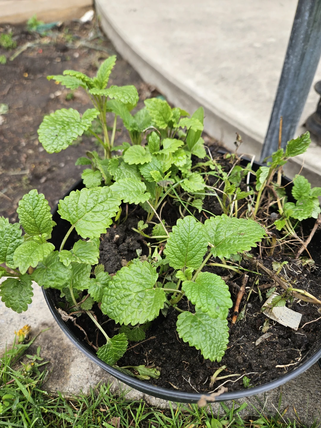Lemon Balm Plant,  and tall grasses perennials - photo 4