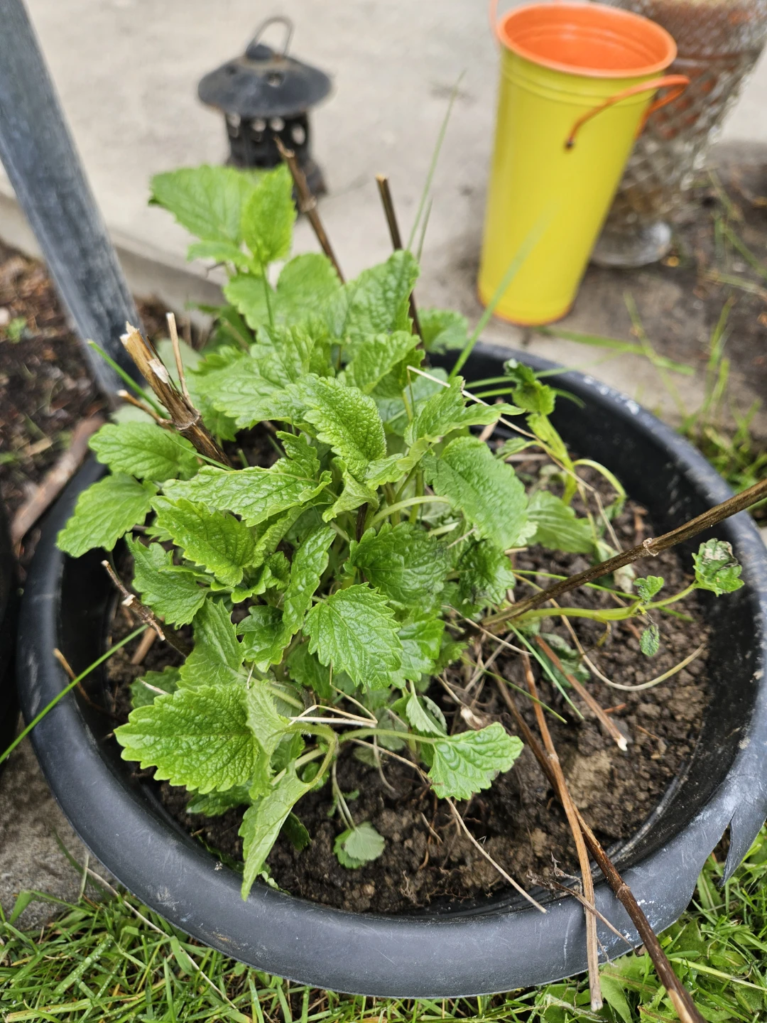 Lemon Balm Plant,  and tall grasses perennials - photo 5