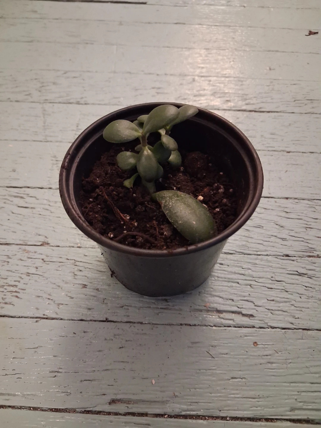 Jade Plant in Pot