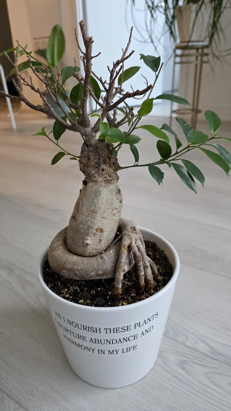 MOVING SALE- Ficus Bonsai Tree in White Pot