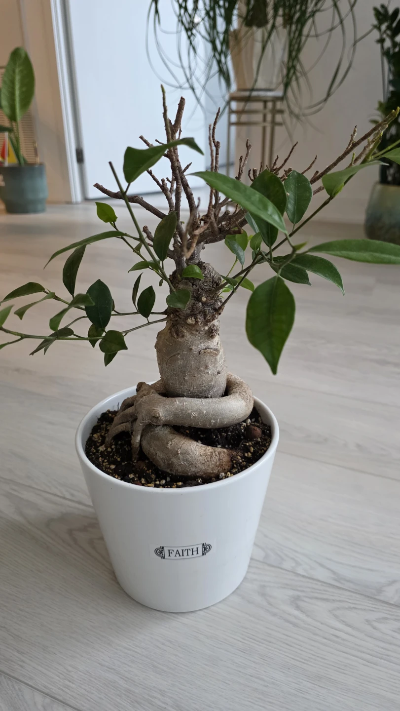 MOVING SALE- Ficus Bonsai Tree in White Pot - photo 2