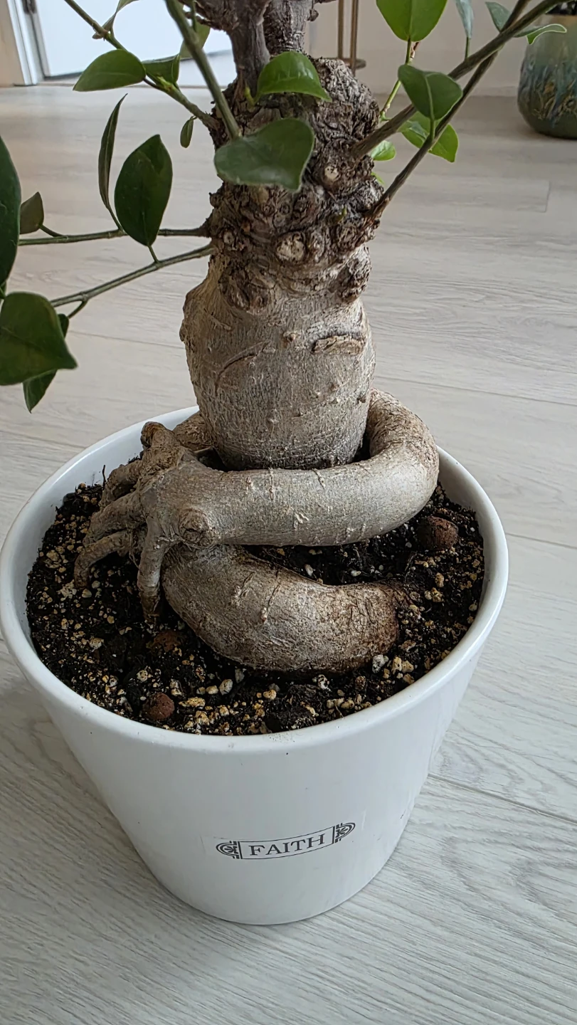 MOVING SALE- Ficus Bonsai Tree in White Pot - photo 3