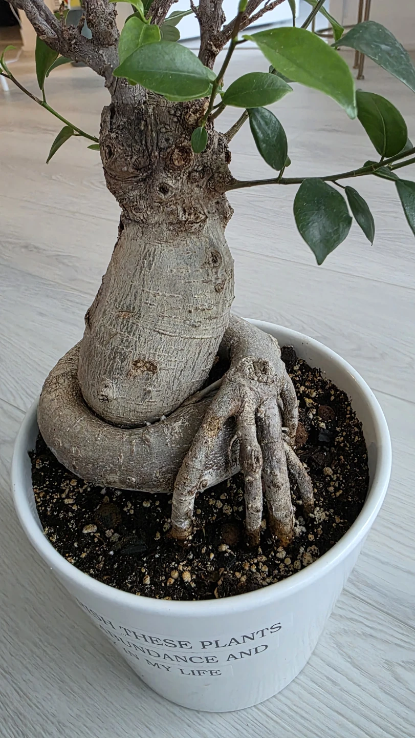 MOVING SALE- Ficus Bonsai Tree in White Pot - photo 5