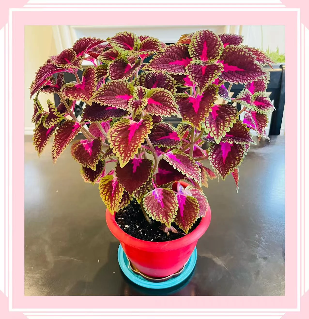Coleus Plant in Red Pot