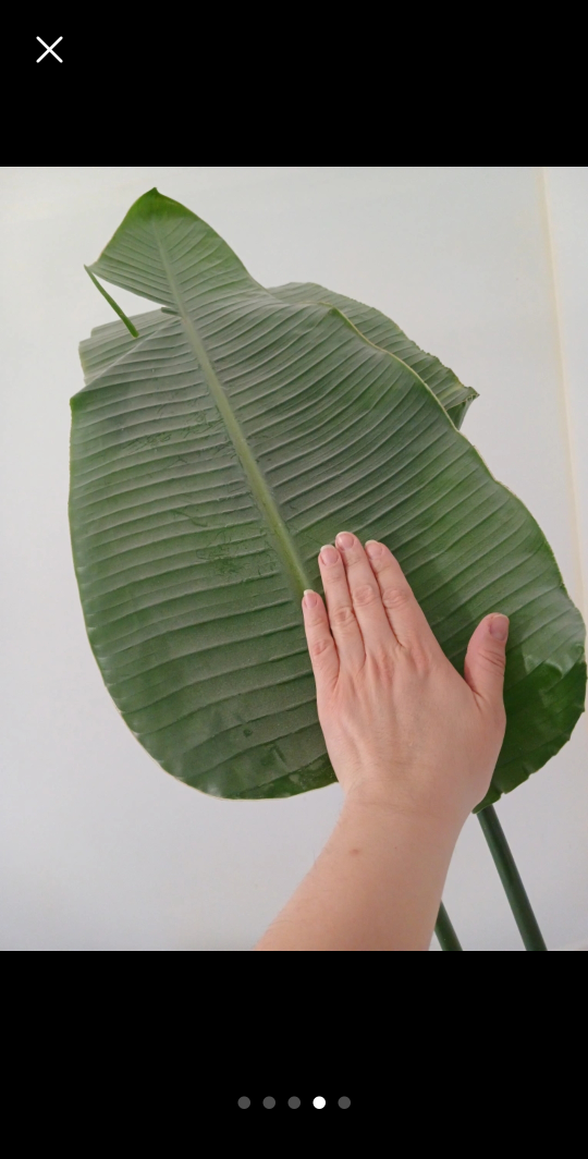 REAL 8ft tall Bird of Paradise (Banana leaf) plant - photo 4