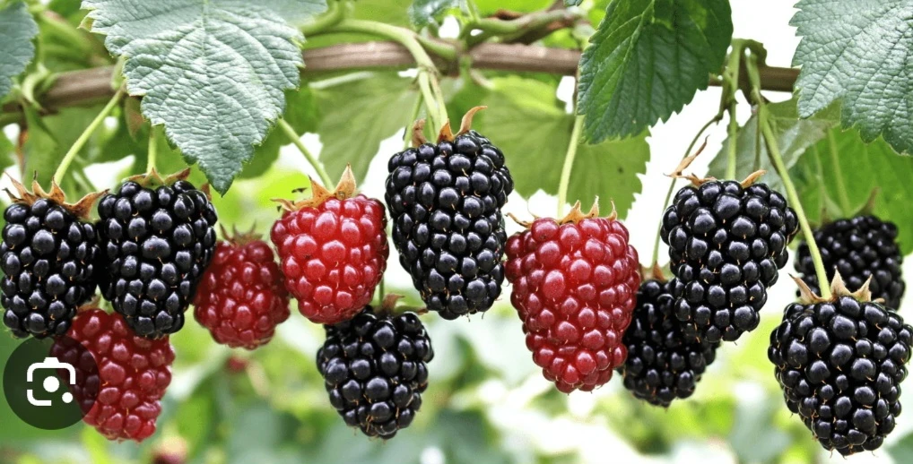 Black Raspberry canes for sale