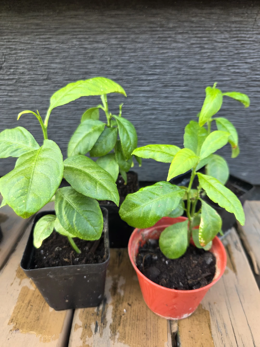 Lemon Tree Seedlings Organic $8 each