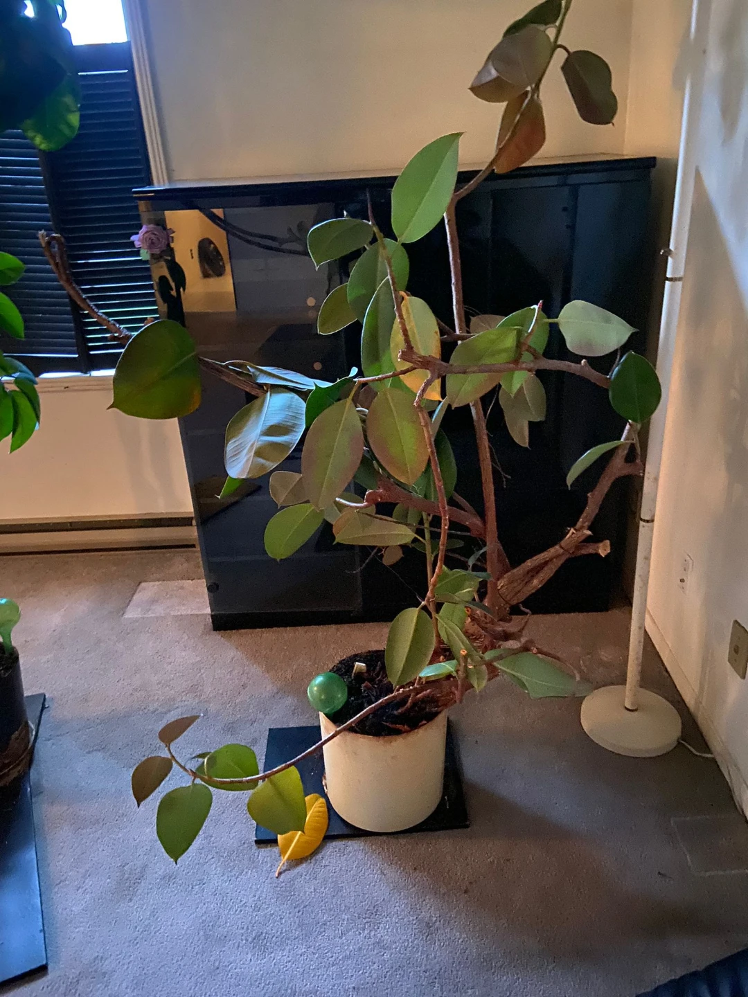 Rubber Tree Plant in Pot - photo 2