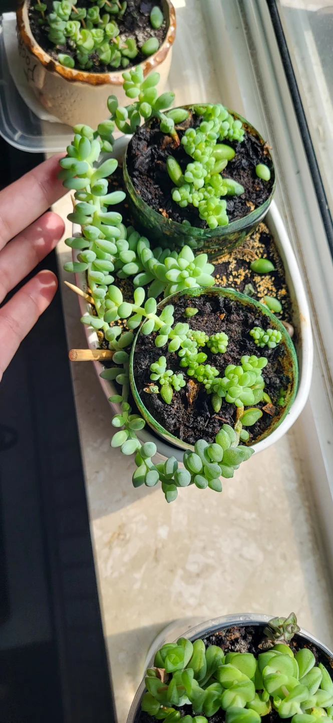 Burro's Tails in white ceramic pot - photo 3