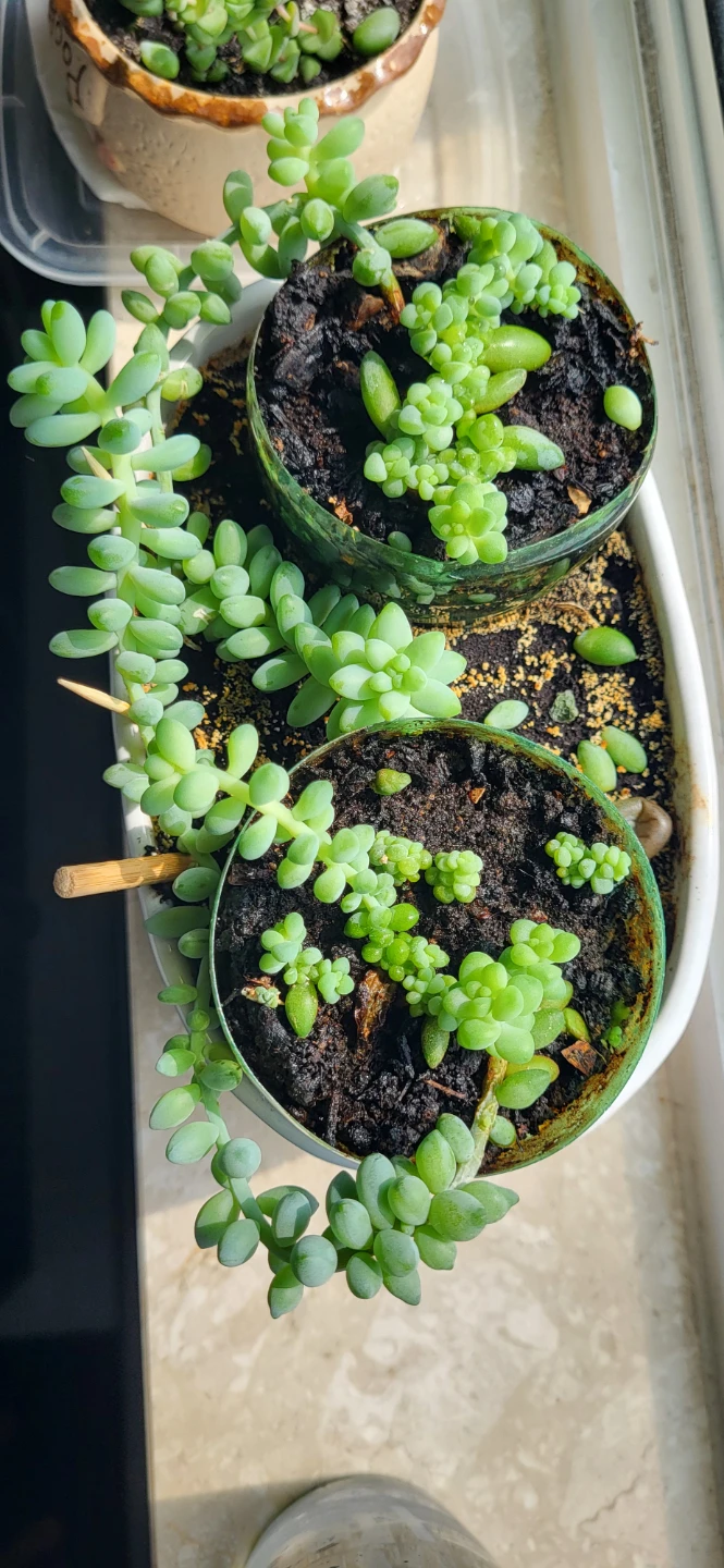 Burro's Tails in white ceramic pot - photo 4
