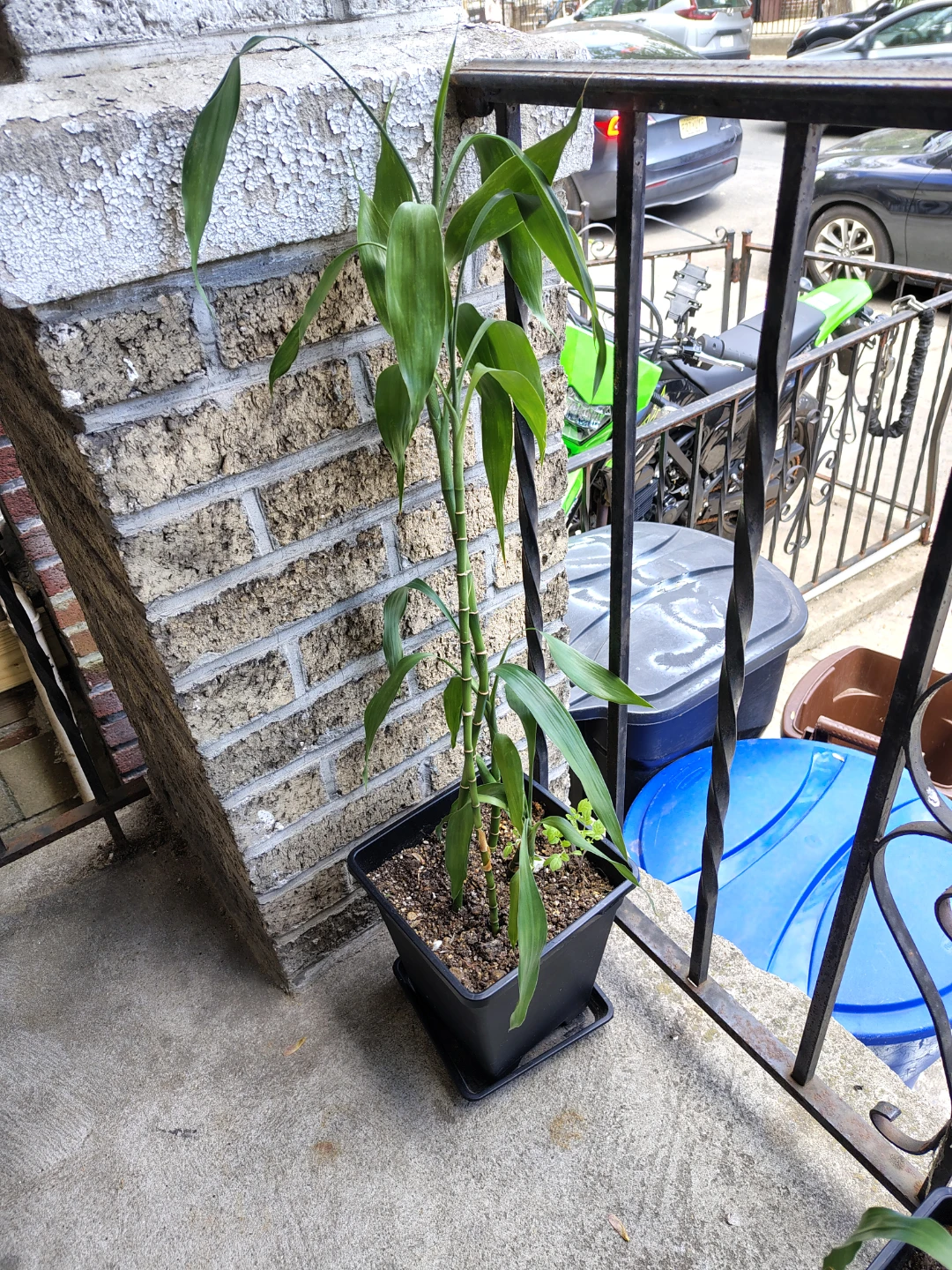 Lucky Bamboo Plant in Pot