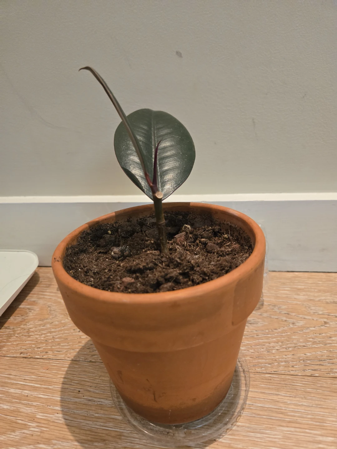 Rubber Plant in Terracotta Pot