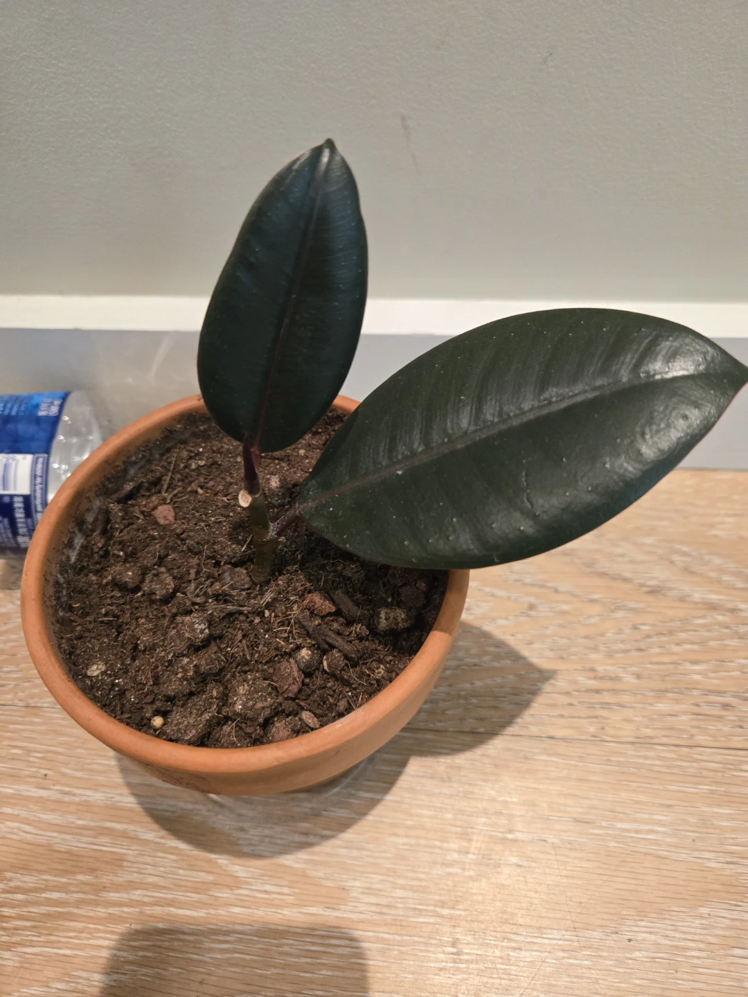 Rubber Plant in Terracotta Pot - photo 2