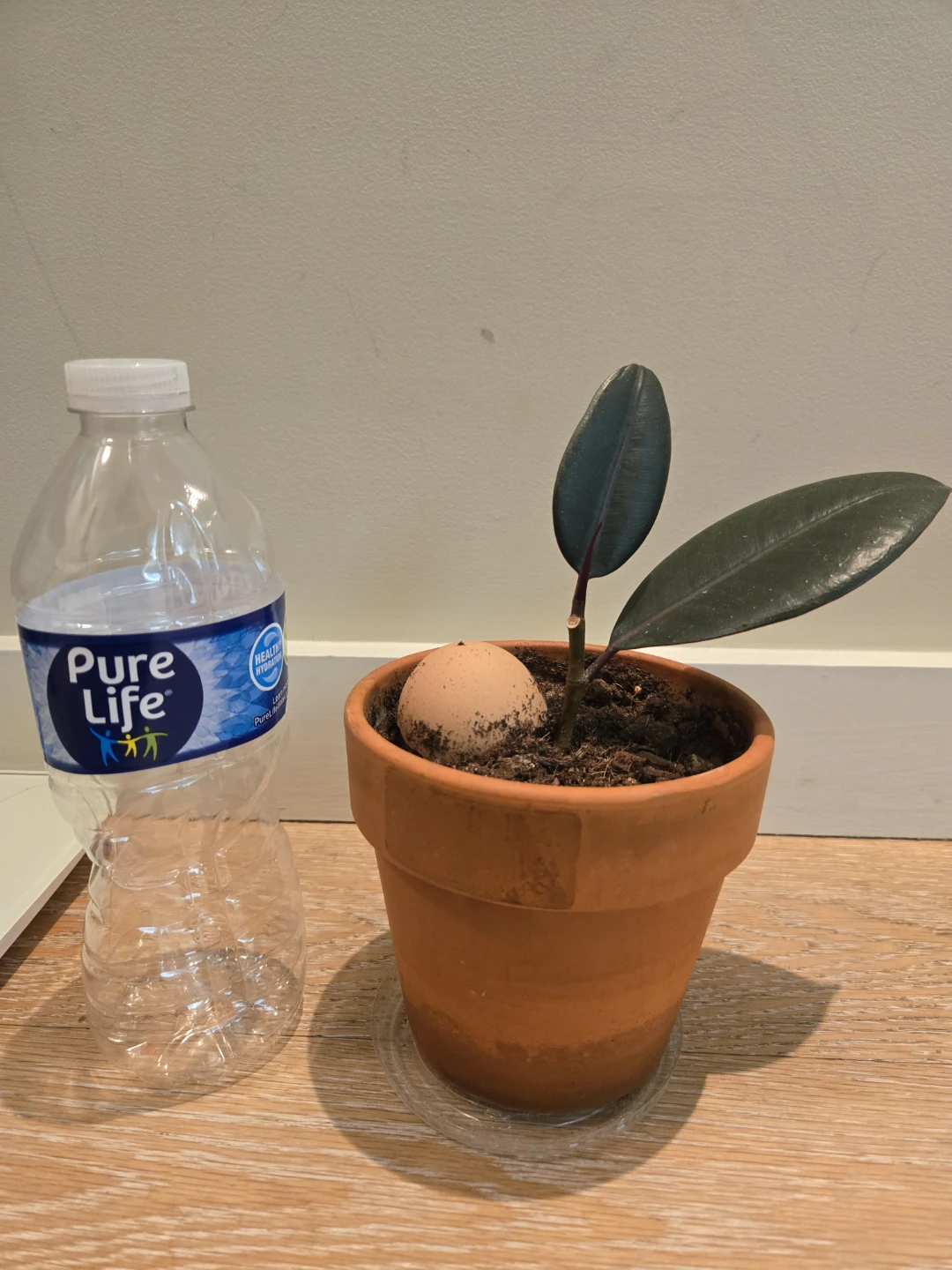 Rubber Plant in Terracotta Pot - photo 3