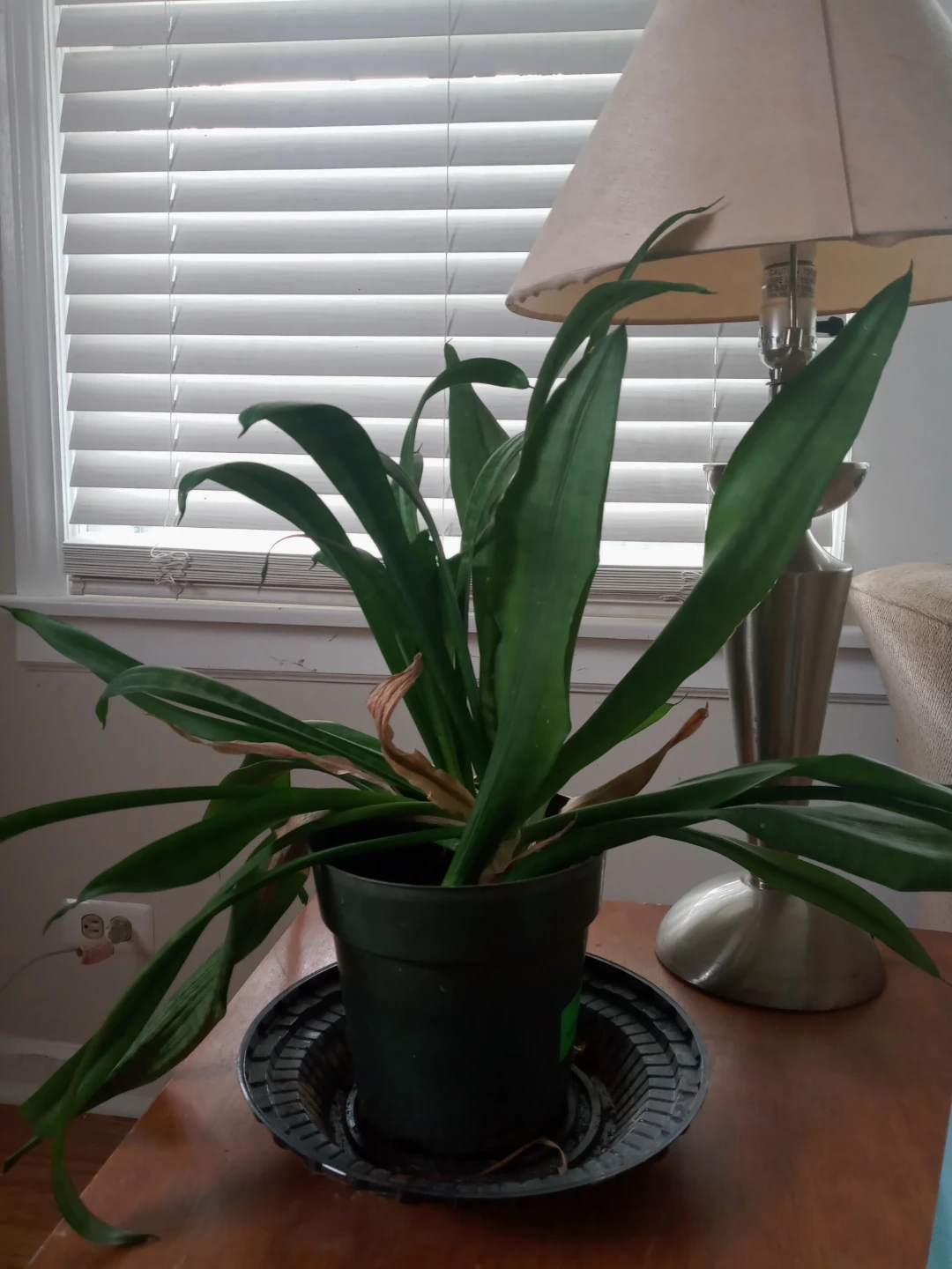Assorted Potted House Plants - photo 4