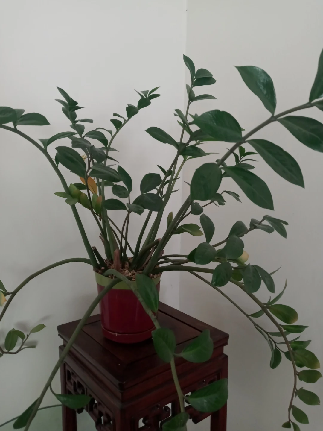 Assorted Potted House Plants - photo 5