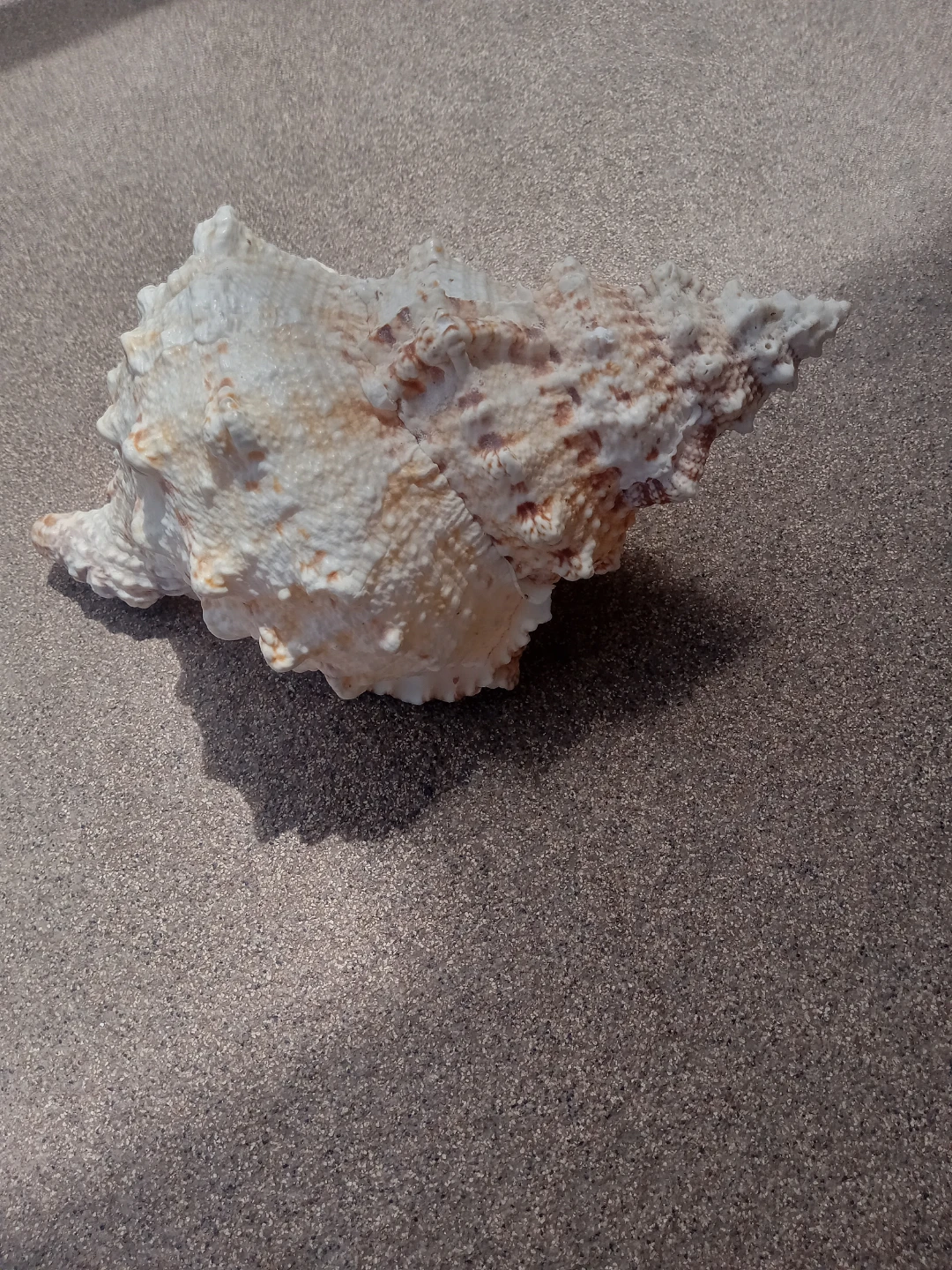 Large Decorative Seashell