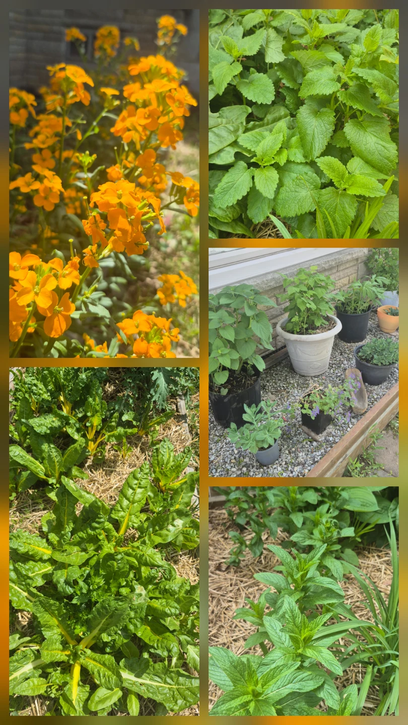 Plant sale - photo 2