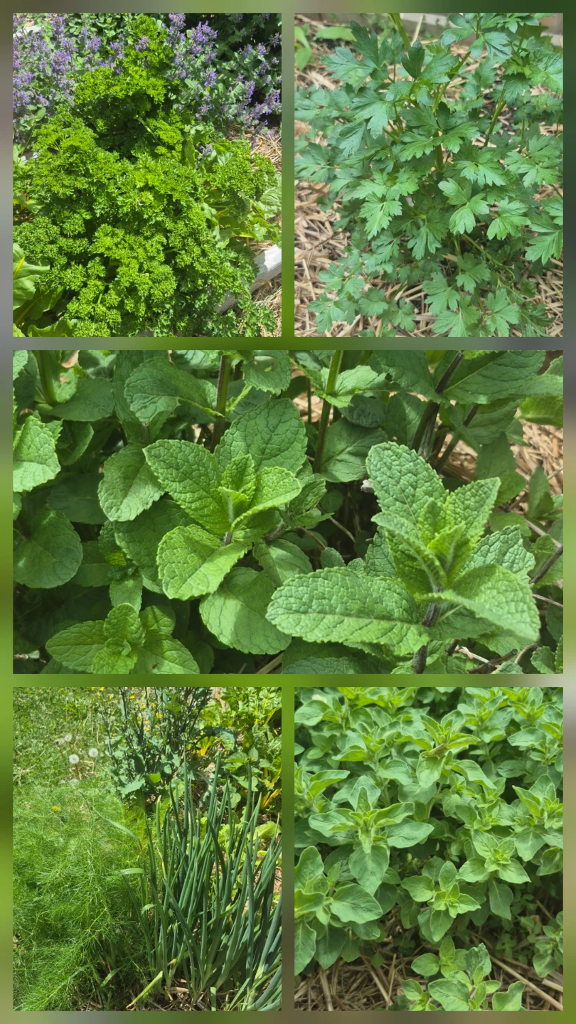 Plant sale - photo 3