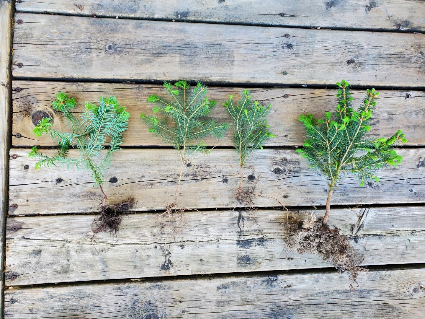 Four Blue Spruce  tree Saplings