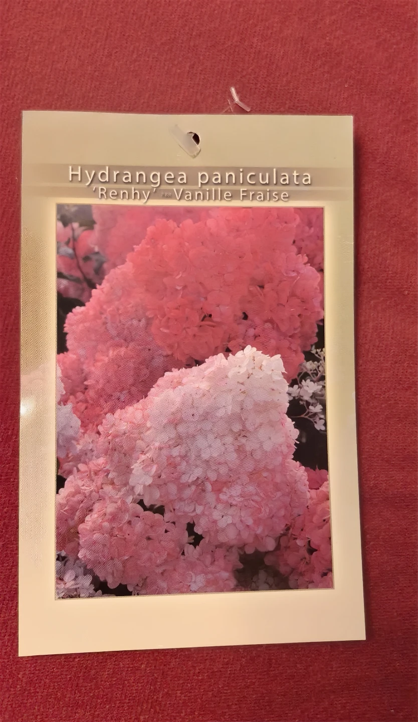 Hydrangea Paniculata Renhy Vanille Fraise - photo 2
