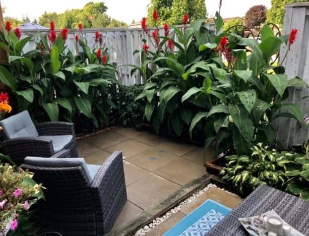 Canna Lily Bulbs