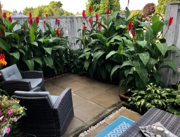 Canna Lily Bulbs