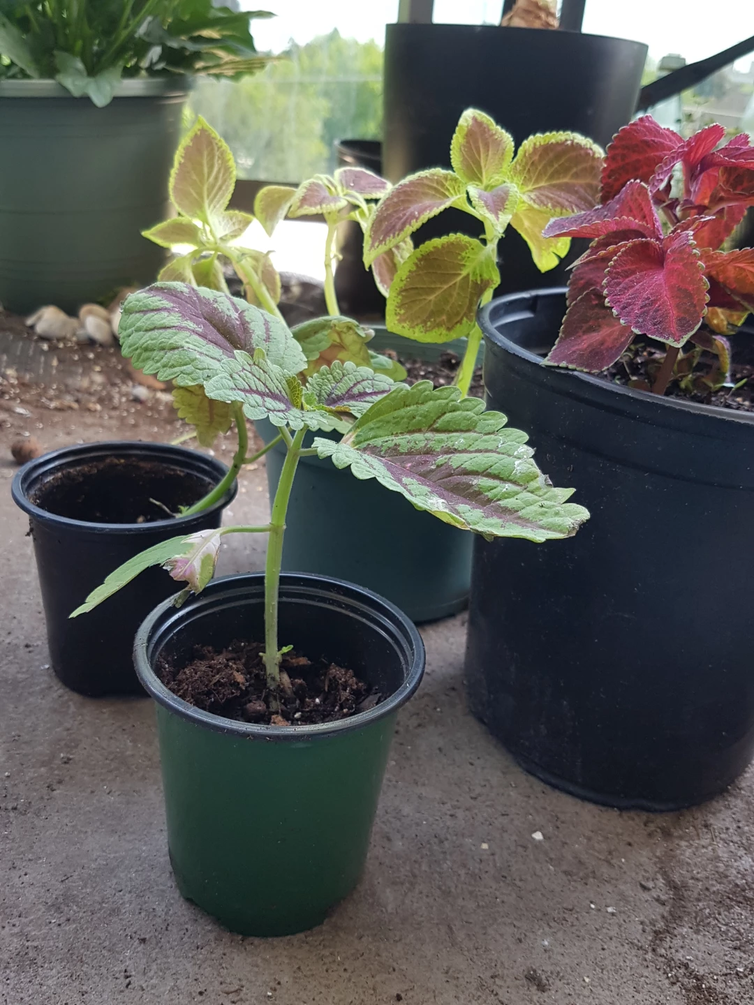 Coleus plants in pots - photo 2
