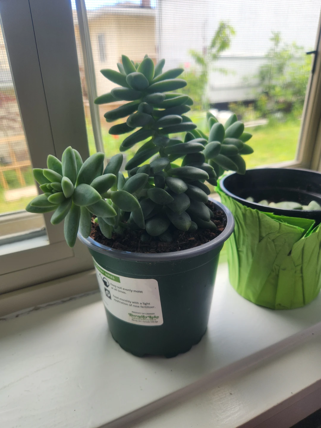 Sedum Plant in 4-inch Pot