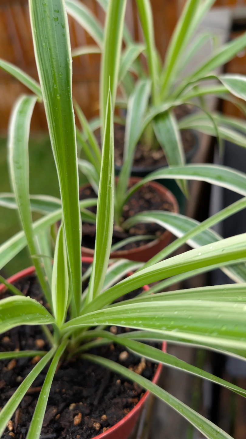 Many very healthy Spider Plants for sale! 🌱