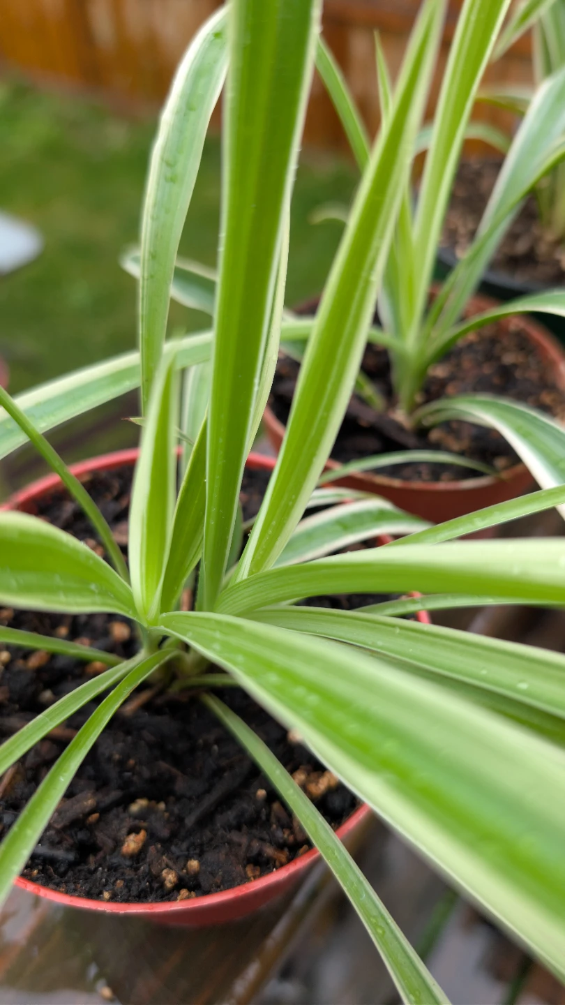Many very healthy Spider Plants for sale! 🌱 - photo 2