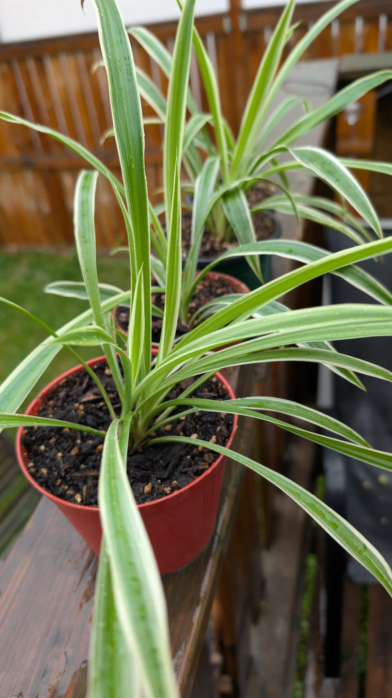 Many very healthy Spider Plants for sale! 🌱 - photo 3