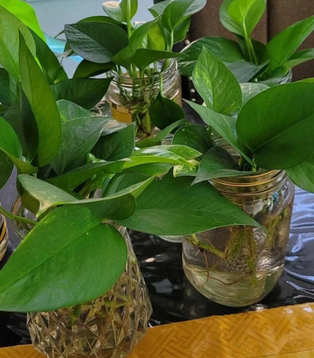 Pothos - photo 4