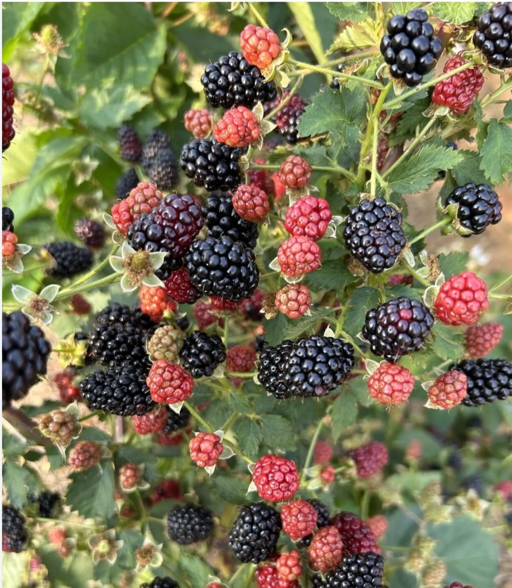 Blackberry Canes for sale