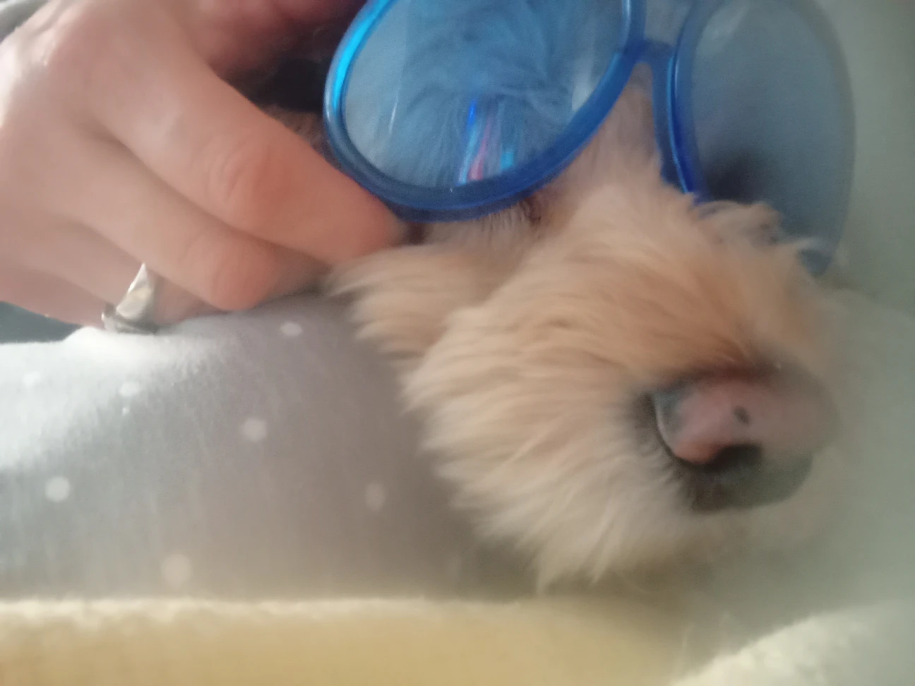 Doggie Doggles