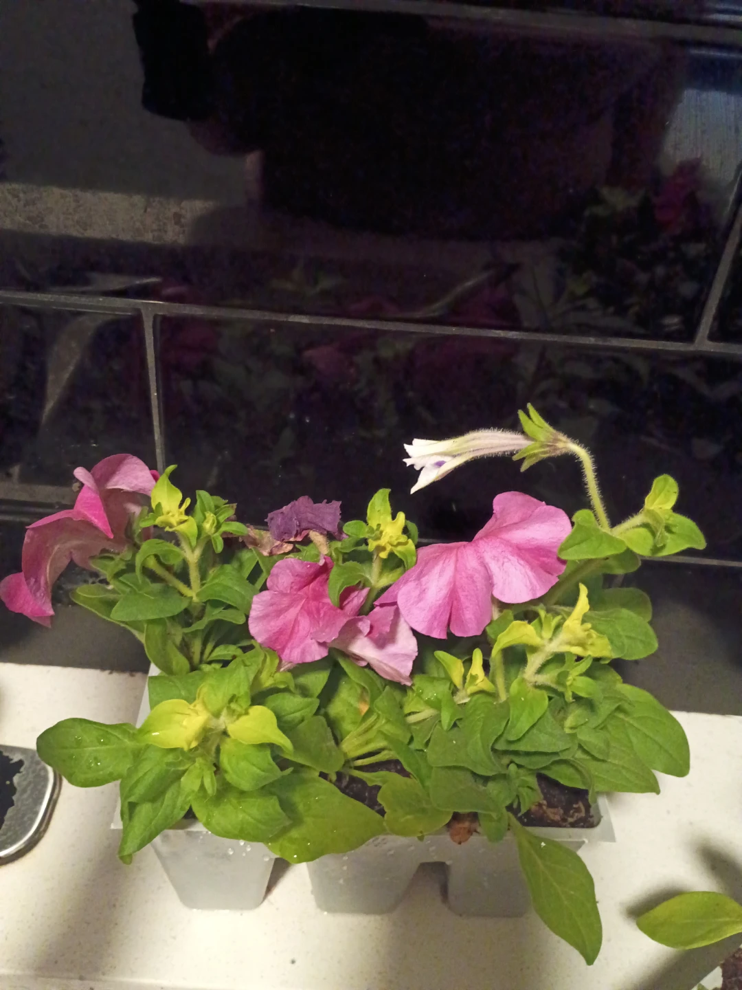 Assorted Petunia and Marigold Plants