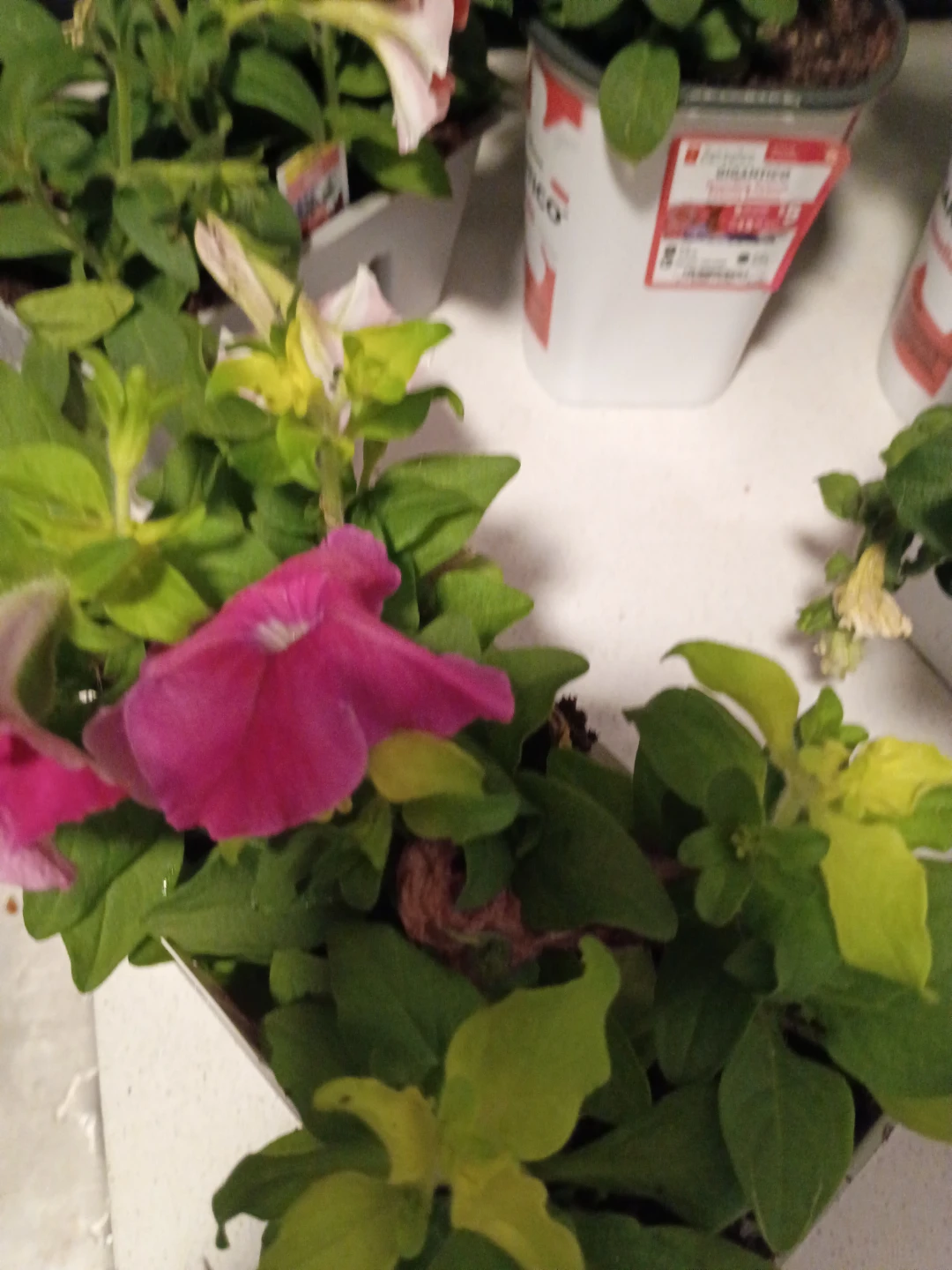 Assorted Petunia and Marigold Plants - photo 2