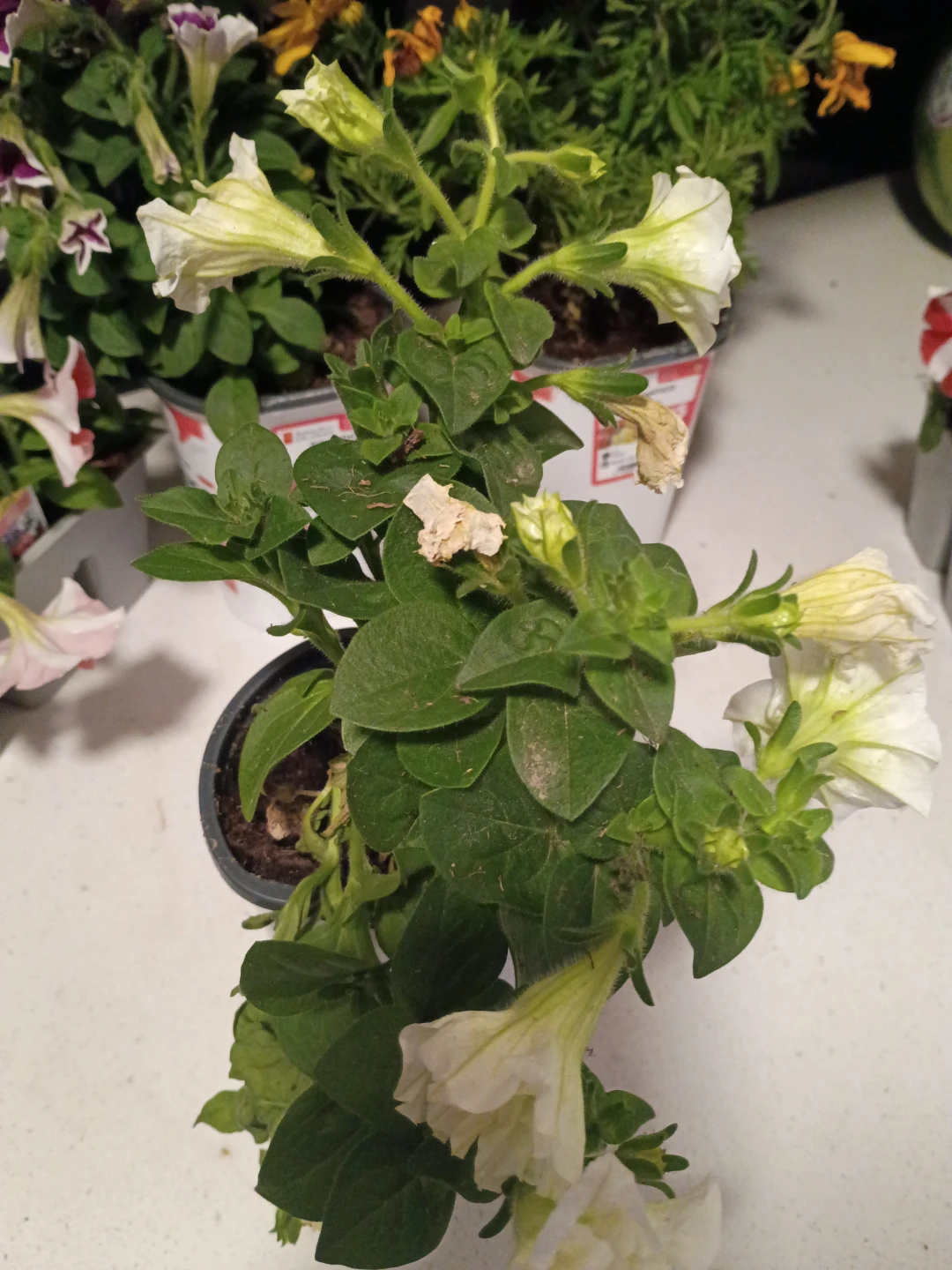 Assorted Petunia and Marigold Plants - photo 3