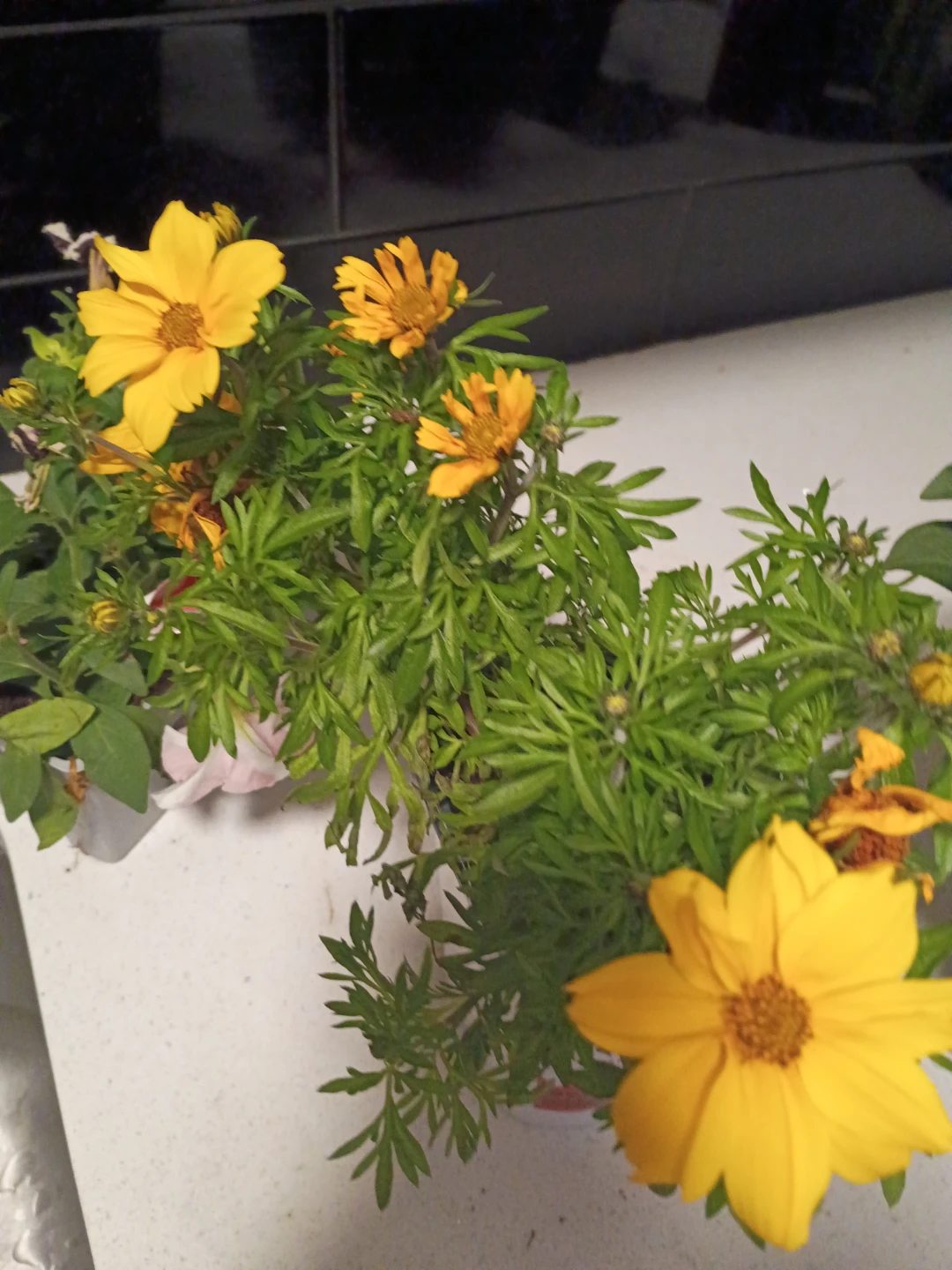 Assorted Petunia and Marigold Plants - photo 5