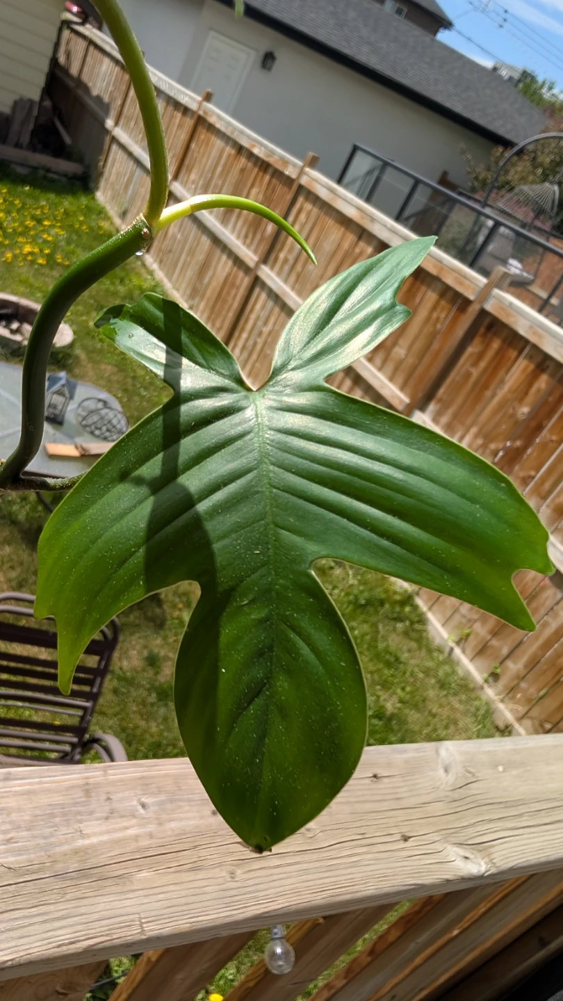 Philodendron 'Florida Green''