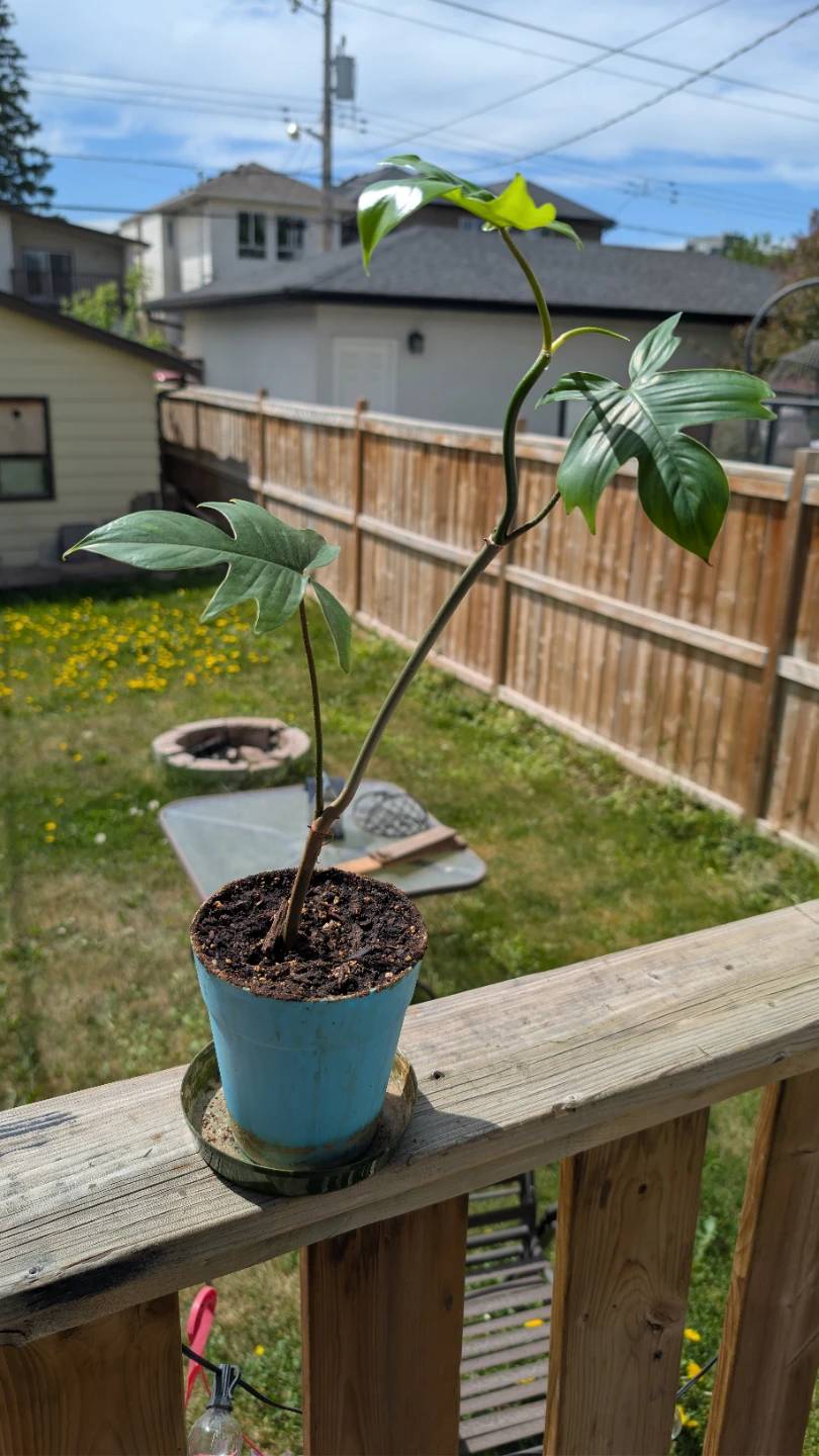 Philodendron 'Florida Green'' - photo 2